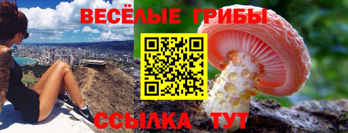 Назарово  Галлюциногенные грибы Psilocybine cubensis  Вход с VPN 